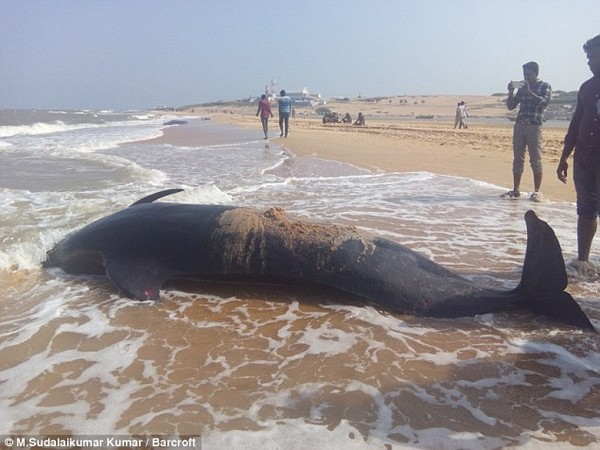 Hàng loạt cá voi tự sát tập thể trên bờ biển Ấn Độ - Ảnh 7.