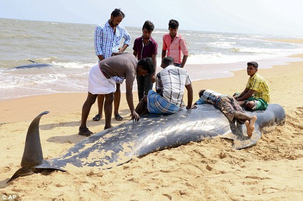 Hàng loạt cá voi tự sát tập thể trên bờ biển Ấn Độ - Ảnh 1.