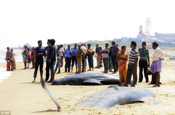 Hàng loạt cá voi tự sát tập thể trên bờ biển Ấn Độ - Ảnh 4.