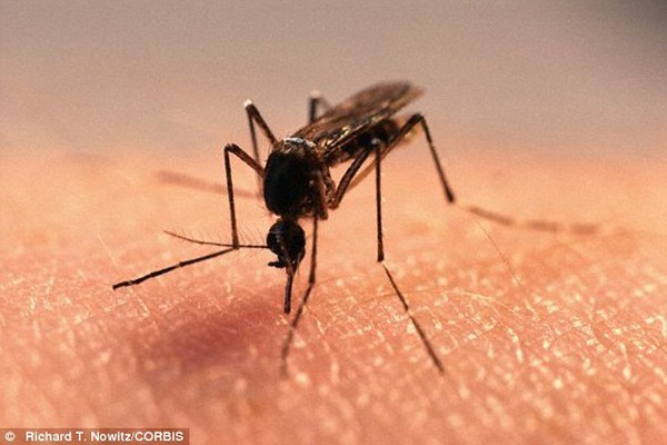 Virus Zika được phát hiện có thể lây truyền qua đường tình dục - Ảnh 1.