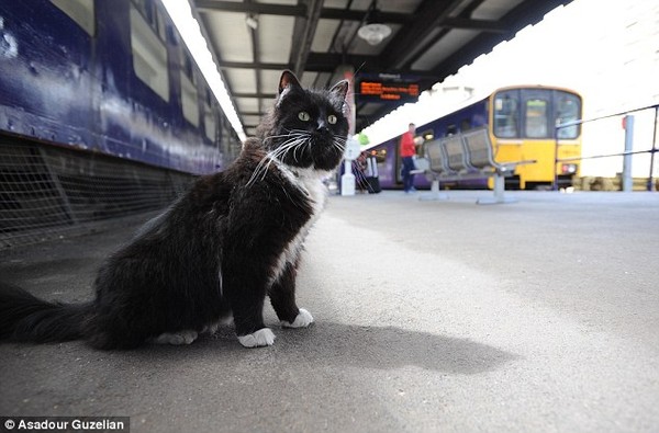 Ga tàu đặc cách thăng chức cho cô mèo có nhiều thành tích thi đua - Ảnh 3.