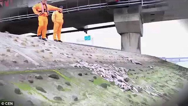 60 con cá mập nhỏ bị cắt vây, nằm phơi xác tại Đài Loan - Ảnh 3.