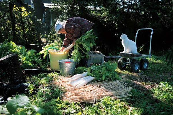 Tạm biệt Fukumaru, chú mèo Nhật Bản từng khiến hàng triệu người yêu mến - Ảnh 27.