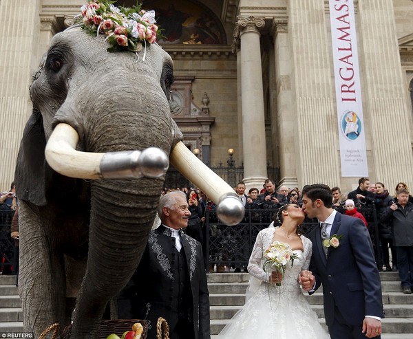Hình ảnh cặp đôi cưỡi voi trong lễ cưới giữa đường phố Budapest gây tranh cãi - Ảnh 4.