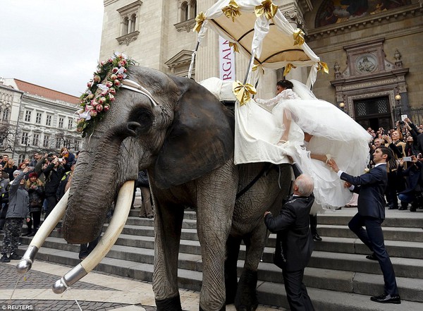 Hình ảnh cặp đôi cưỡi voi trong lễ cưới giữa đường phố Budapest gây tranh cãi - Ảnh 3.