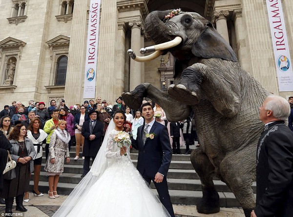 Hình ảnh cặp đôi cưỡi voi trong lễ cưới giữa đường phố Budapest gây tranh cãi - Ảnh 5.