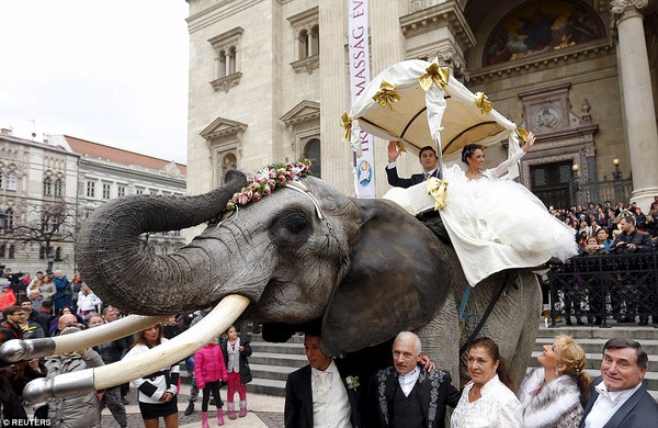 Hình ảnh cặp đôi cưỡi voi trong lễ cưới giữa đường phố Budapest gây tranh cãi - Ảnh 1.