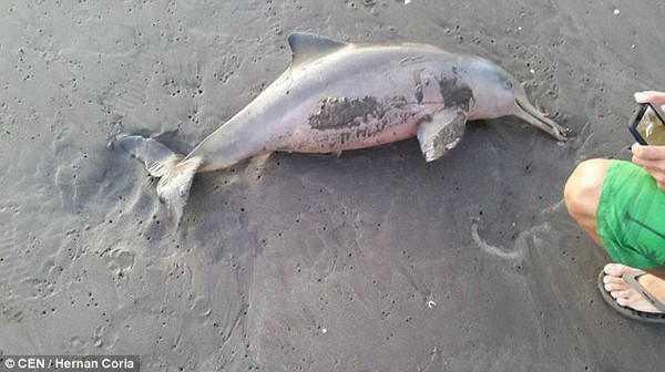 Chú cá heo bị khách du lịch lôi lên bờ vuốt ve đến chết rồi vứt lăn lóc trên bãi cát - Ảnh 4.