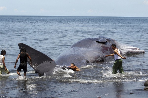 Hàng trăm người dân Bali cầu nguyện cho cá nhà táng khổng lồ nằm chết bên bãi biển - Ảnh 6.