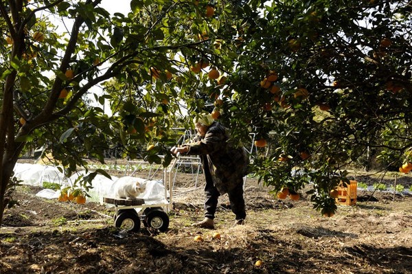 Tạm biệt Fukumaru, chú mèo Nhật Bản từng khiến hàng triệu người yêu mến - Ảnh 33.