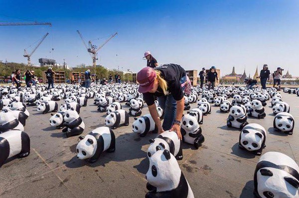 Tập đo&agrave;n 1.600 ch&uacute; gấu tr&uacute;c đổ bộ v&agrave;o Th&aacute;i Lan khiến người d&acirc;n đứng ngồi kh&ocirc;ng y&ecirc;n - Ảnh 6.