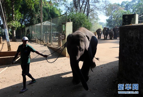 Ghé thăm trại trẻ mồ côi lớn nhất thế giới chỉ dành riêng cho loài voi - Ảnh 4.