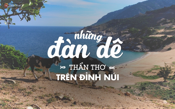 17 trải nghiệm tuyệt vời đang đợi bạn ở Ninh Thuận mùa hè này - Ảnh 5.