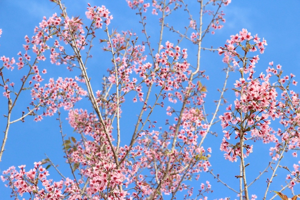 Bạn có biết: Nơi nào ở miền Bắc có những mùa hoa đẹp nhất năm 2015? - Ảnh 8.