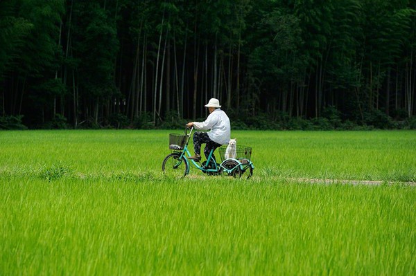 Tạm biệt Fukumaru, chú mèo Nhật Bản từng khiến hàng triệu người yêu mến - Ảnh 39.