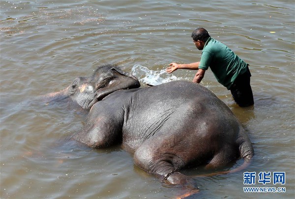 Ghé thăm trại trẻ mồ côi lớn nhất thế giới chỉ dành riêng cho loài voi - Ảnh 5.