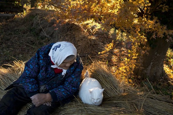 Tạm biệt Fukumaru, chú mèo Nhật Bản từng khiến hàng triệu người yêu mến - Ảnh 45.