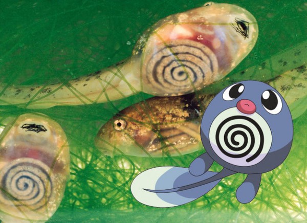 16 gạch đầu d&ograve;ng về Pokemon chỉ fan ruột mới thuộc l&ograve;ng - Ảnh 13.