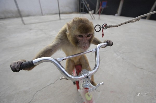 Năm con khỉ, ghé thăm ngôi làng chuyên đào tạo Tề Thiên Đại Thánh ở Trung Quốc - Ảnh 7.