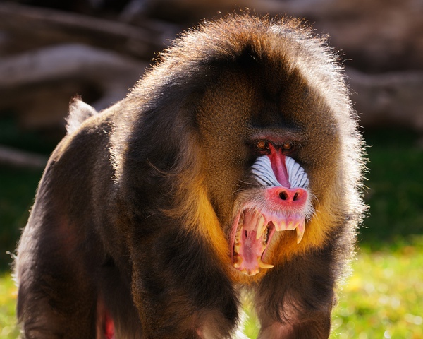 8 sự thiệt ít ai biết về loài khỉ - sinh vật nhí nhố nhất hành tinh - Ảnh 11.