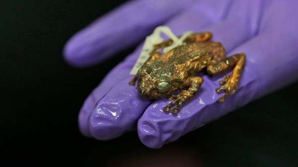 Sau hơn 130 năm tuyệt chủng, loài ếch này đã sống lại - Ảnh 2.