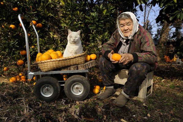 Tạm biệt Fukumaru, chú mèo Nhật Bản từng khiến hàng triệu người yêu mến - Ảnh 1.