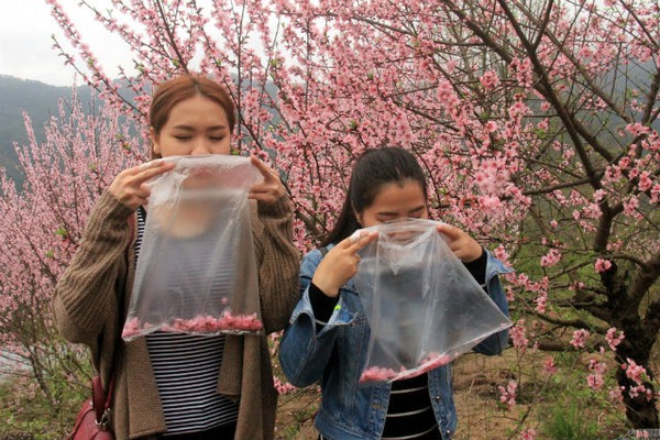 Giới trẻ đổ x&ocirc; l&ecirc;n n&uacute;i mua t&uacute;i nilon đựng kh&ocirc;ng kh&iacute; sạch về th&agrave;nh phố t&iacute;ch trữ - Ảnh 7.