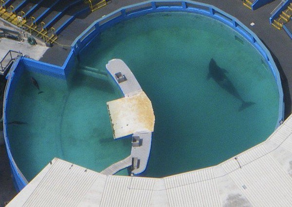 Câu chuyện buồn về con cá voi cô đơn nhất nước Mỹ - Ảnh 1.