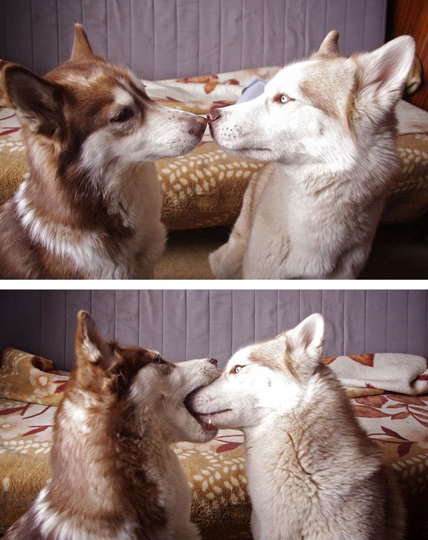 Valentine ngọt ngào cùng những nụ hôn từ thế giới động vật - Ảnh 1.