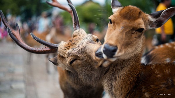 Valentine ngọt ngào cùng những nụ hôn từ thế giới động vật - Ảnh 13.