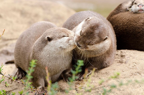 Valentine ngọt ngào cùng những nụ hôn từ thế giới động vật - Ảnh 17.