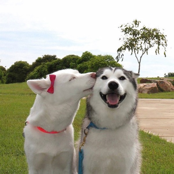 Valentine ngọt ngào cùng những nụ hôn từ thế giới động vật - Ảnh 3.