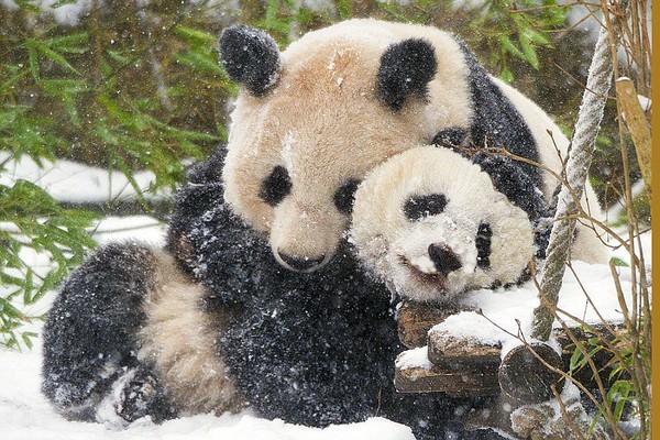 Khi c&aacute;c cặp mẹ con nh&agrave; động vật cũng đ&oacute;n lễ 8/3 - Ảnh 2.