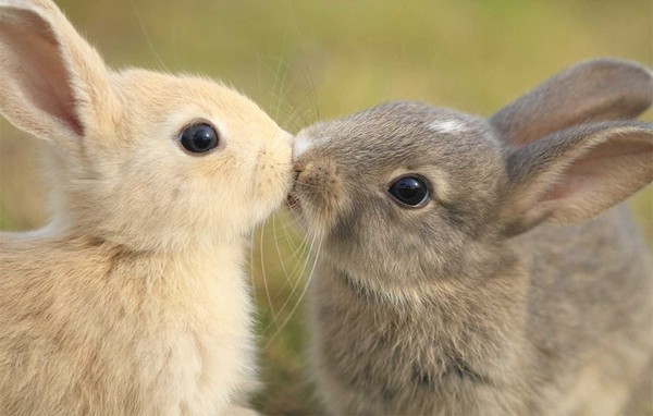 Valentine ngọt ngào cùng những nụ hôn từ thế giới động vật - Ảnh 2.