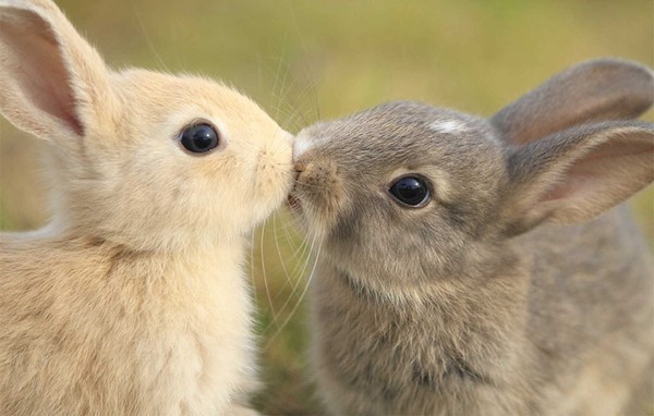Valentine ngọt ng&agrave;o c&ugrave;ng những nụ h&ocirc;n từ thế giới động vật - Ảnh 2.