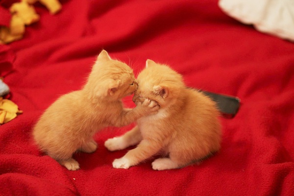 Valentine ngọt ngào cùng những nụ hôn từ thế giới động vật - Ảnh 4.