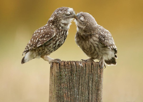 Valentine ngọt ngào cùng những nụ hôn từ thế giới động vật - Ảnh 7.