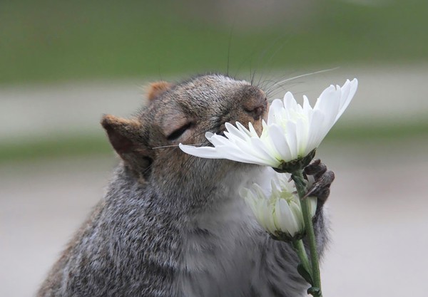 18 sắc thái thưởng hoa lãng mạn nhất trong thế giới động vật - Ảnh 4.