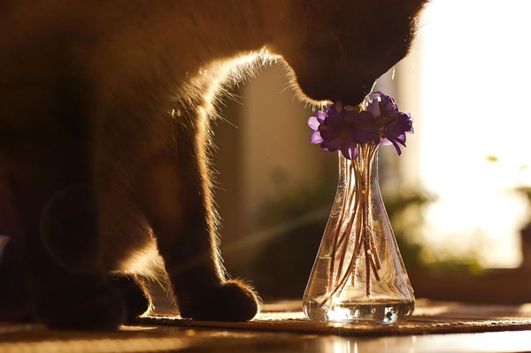 18 sắc thái thưởng hoa lãng mạn nhất trong thế giới động vật - Ảnh 9.