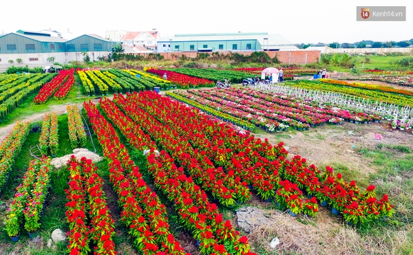 Về thăm c&aacute;nh đồng hoa Tết chuẩn bị đổ bộ v&agrave;o trung t&acirc;m S&agrave;i G&ograve;n - Ảnh 18.