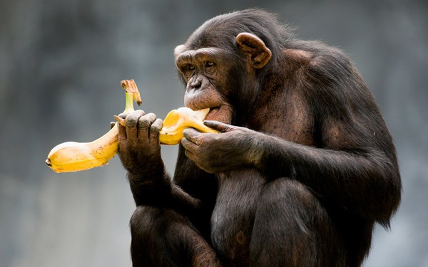 8 sự thiệt ít ai biết về loài khỉ - sinh vật nhí nhố nhất hành tinh - Ảnh 13.