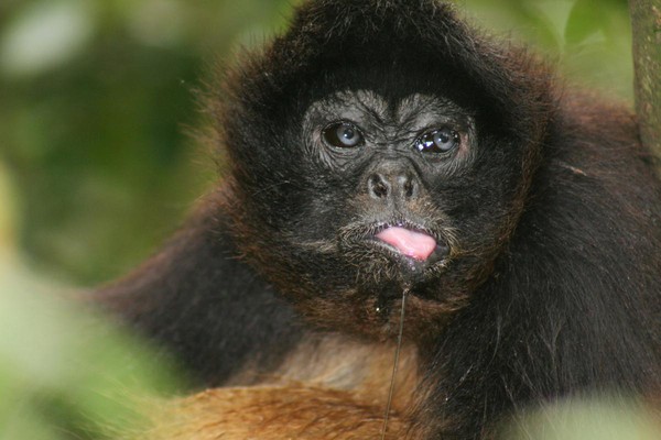 8 sự thiệt ít ai biết về loài khỉ - sinh vật nhí nhố nhất hành tinh - Ảnh 7.