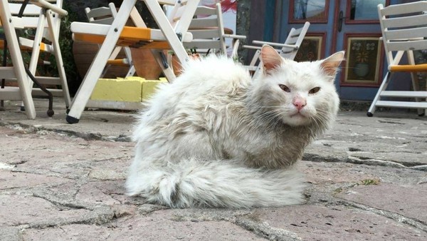 Sau 3 tháng mất tích ở Hy Lạp, chú mèo đoàn tụ với chủ ở Na Uy - Ảnh 1.