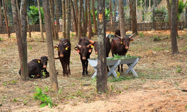 Vinpearl Safari Ph&uacute; Quốc b&aacute;c bỏ th&ocirc;ng tin 1.000 con chim v&agrave; gần 700 động vật c&oacute; v&uacute; đ&atilde; chết - Ảnh 3.
