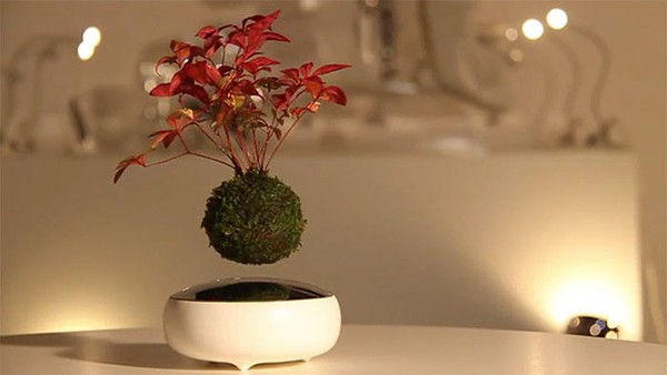 Cây bonsai bay giữa không trung ảo diệu như có phép thuật - Ảnh 5.