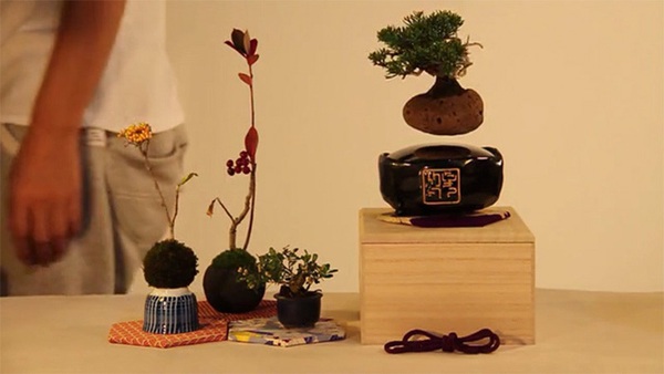 Cây bonsai bay giữa không trung ảo diệu như có phép thuật - Ảnh 6.