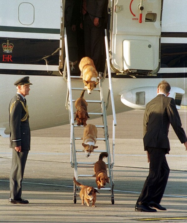 Cuộc sống nhung lụa của những chú chó cưng bên cạnh Nữ hoàng Anh - Ảnh 1.