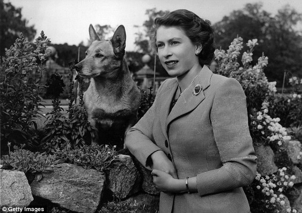 Cuộc sống nhung lụa của những chú chó cưng bên cạnh Nữ hoàng Anh - Ảnh 2.