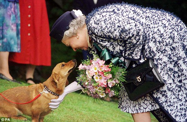 Cuộc sống nhung lụa của những chú chó cưng bên cạnh Nữ hoàng Anh - Ảnh 3.