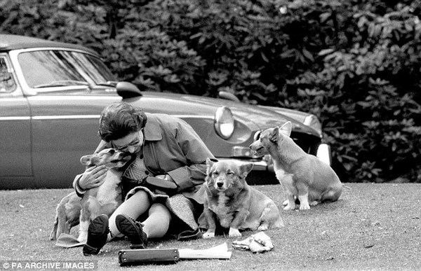 Cuộc sống nhung lụa của những chú chó cưng bên cạnh Nữ hoàng Anh - Ảnh 4.
